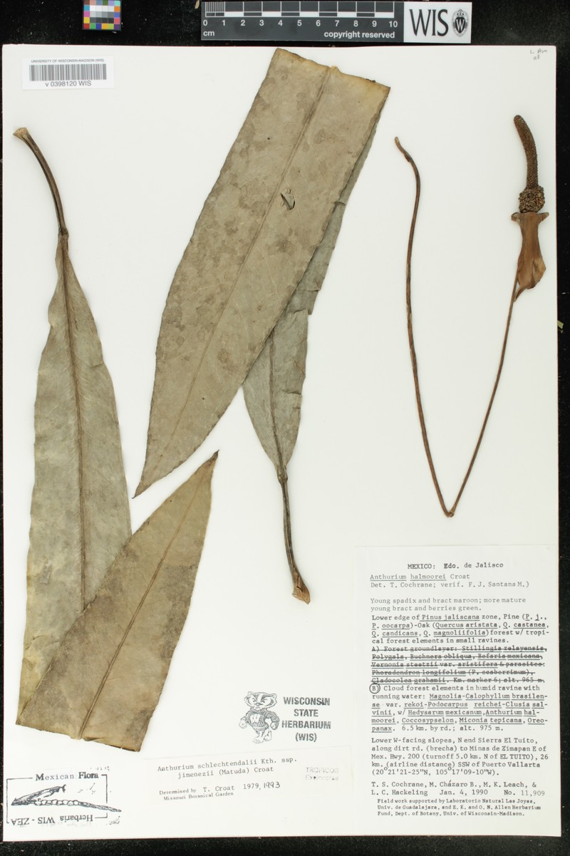 Anthurium schlechtendalii subsp. jimenezii photo 4
