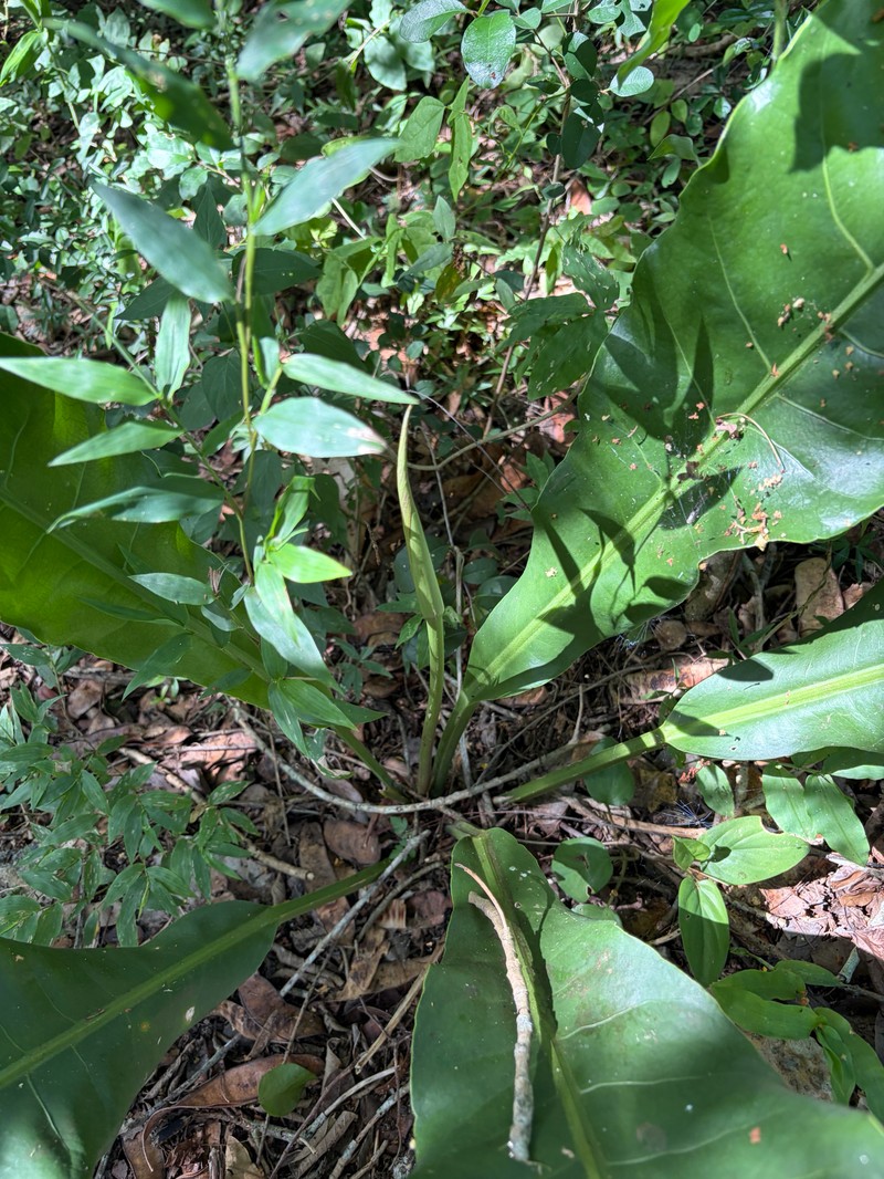 Anthurium schlechtendalii subsp. schlechtendalii photo 4