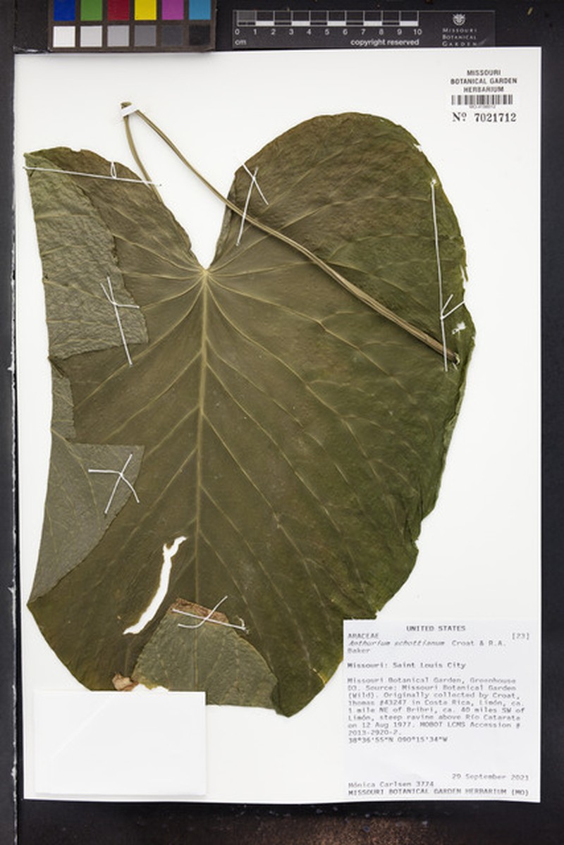 Anthurium schottianum photo 7