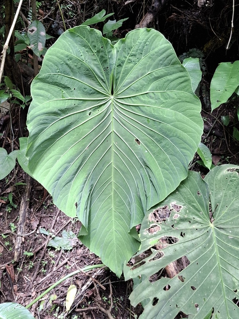 Anthurium schottianum