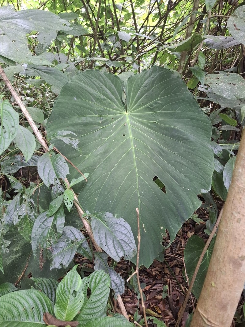 Anthurium schottianum photo 2