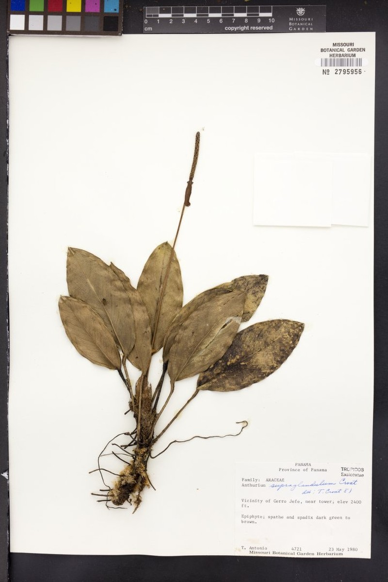 Anthurium scottmorii