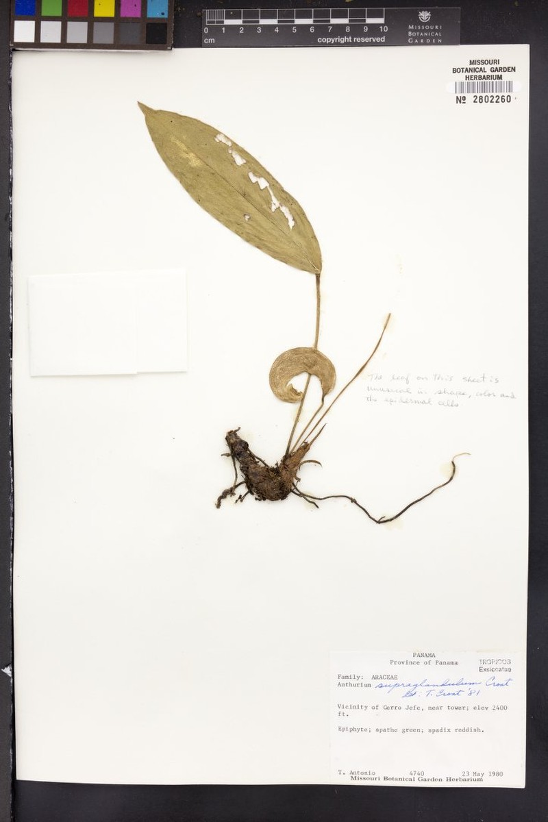 Anthurium scottmorii photo 2