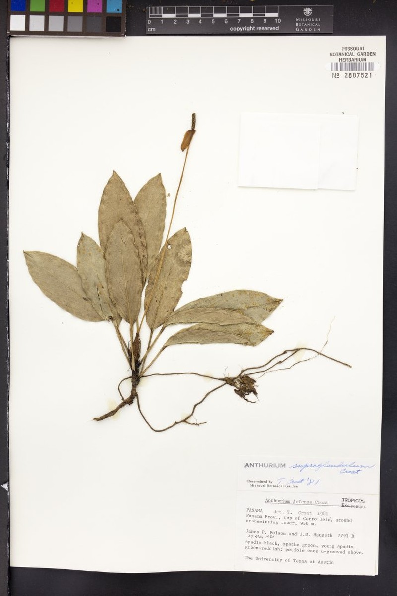 Anthurium scottmorii photo 3