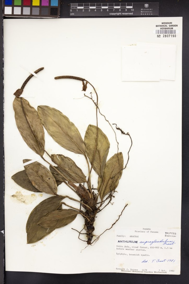 Anthurium scottmorii photo 4