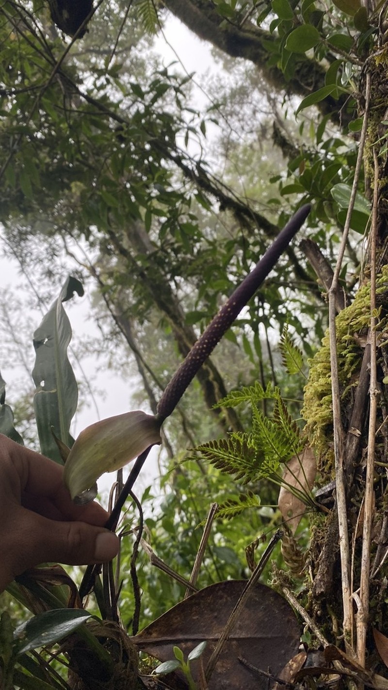 Anthurium seibertii