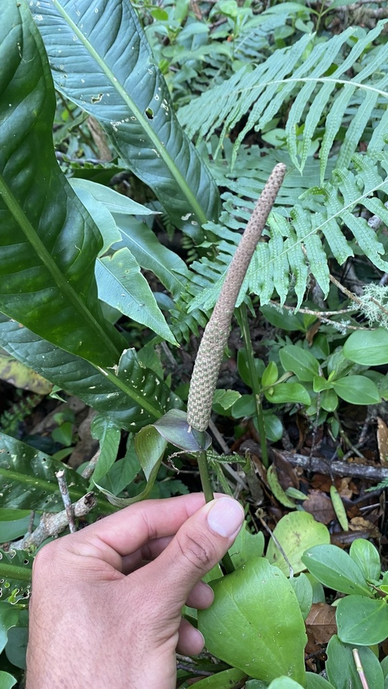 Anthurium seibertii photo 2