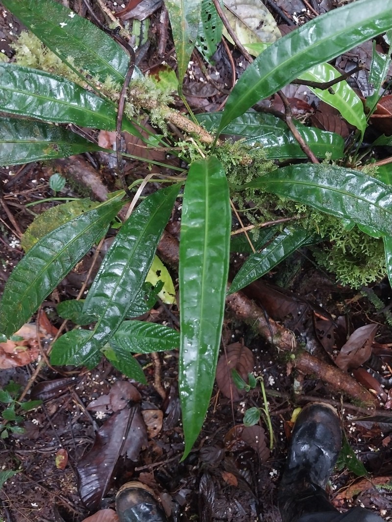 Anthurium seibertii photo 4