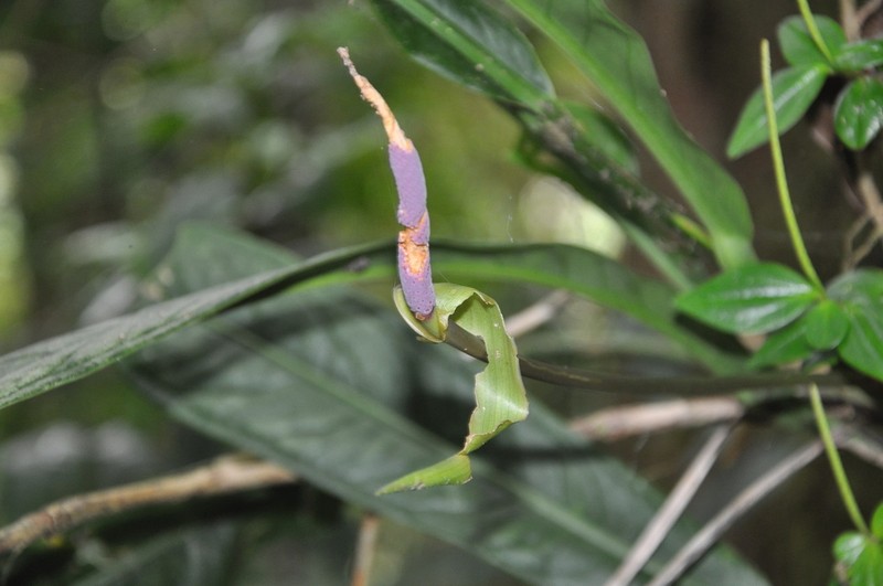 Anthurium seibertii photo 5