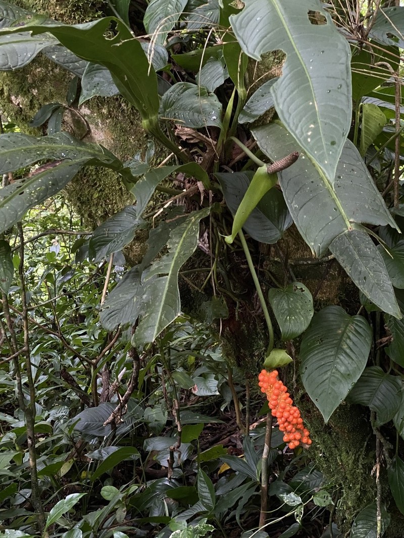 Anthurium seibertii photo 6