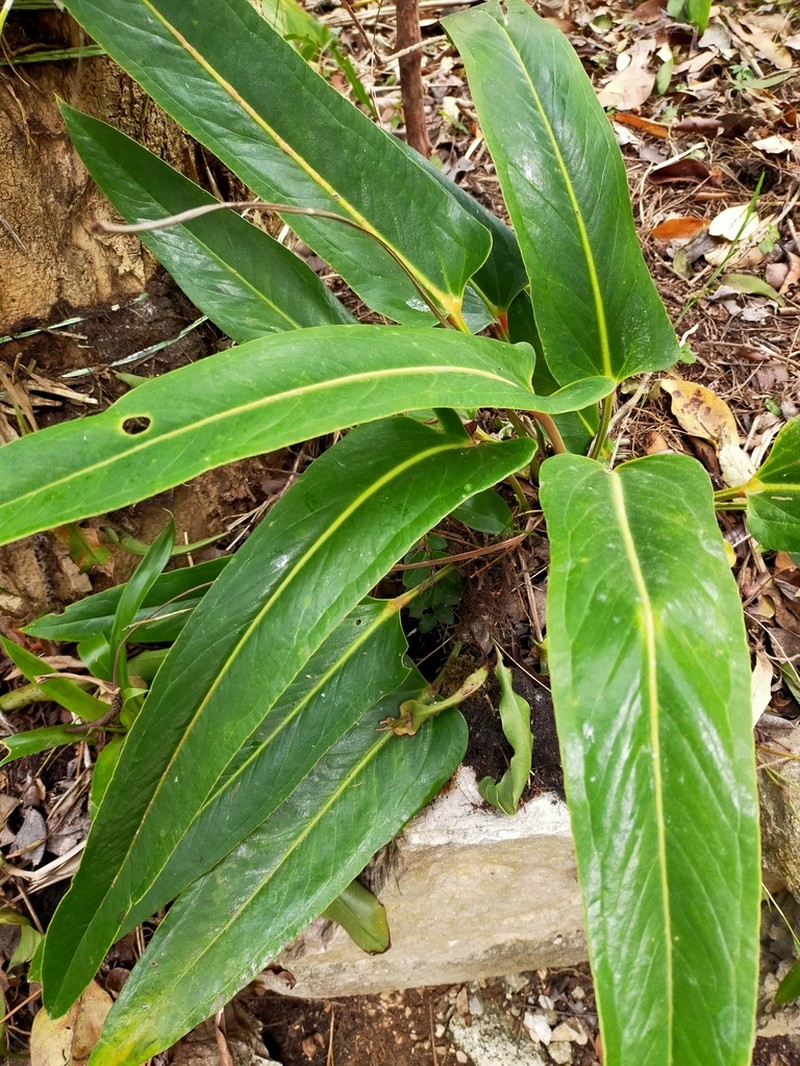 Anthurium seleri