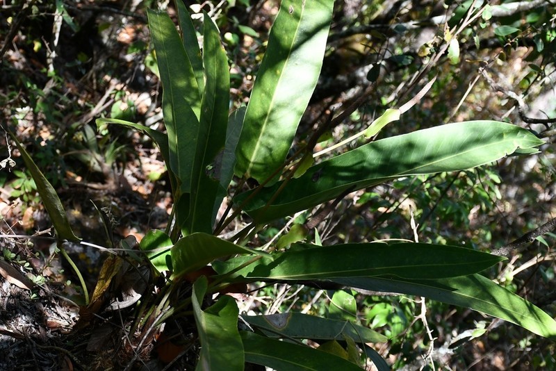 Anthurium seleri photo 2