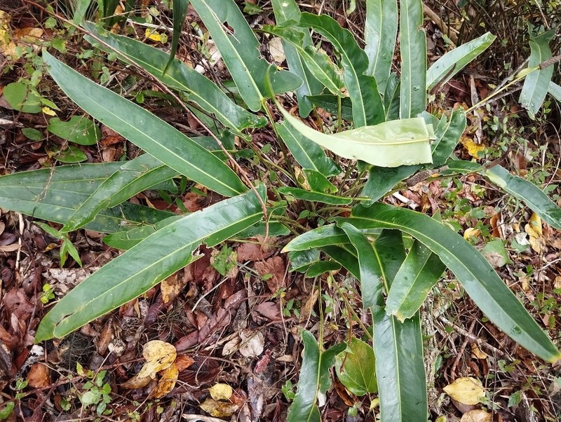 Anthurium seleri photo 3