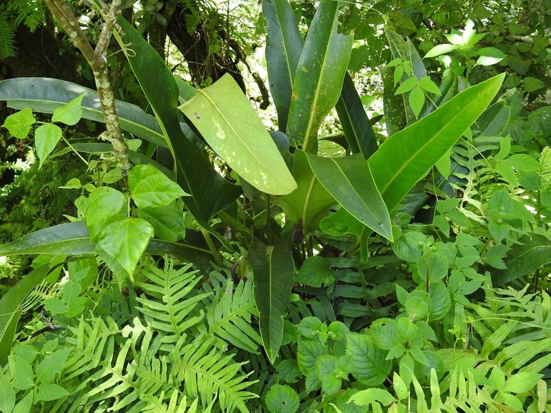 Anthurium seleri photo 4