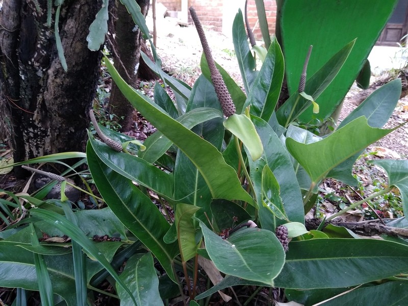 Anthurium seleri photo 5