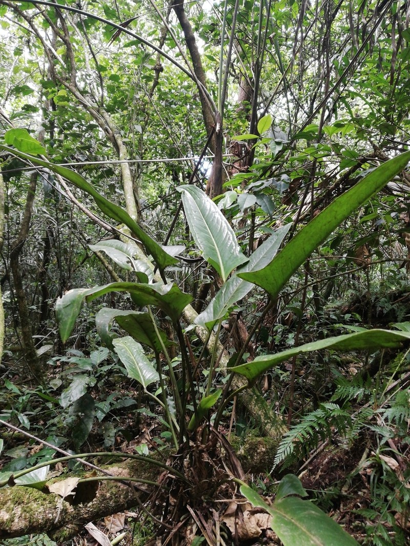 Anthurium seleri photo 6