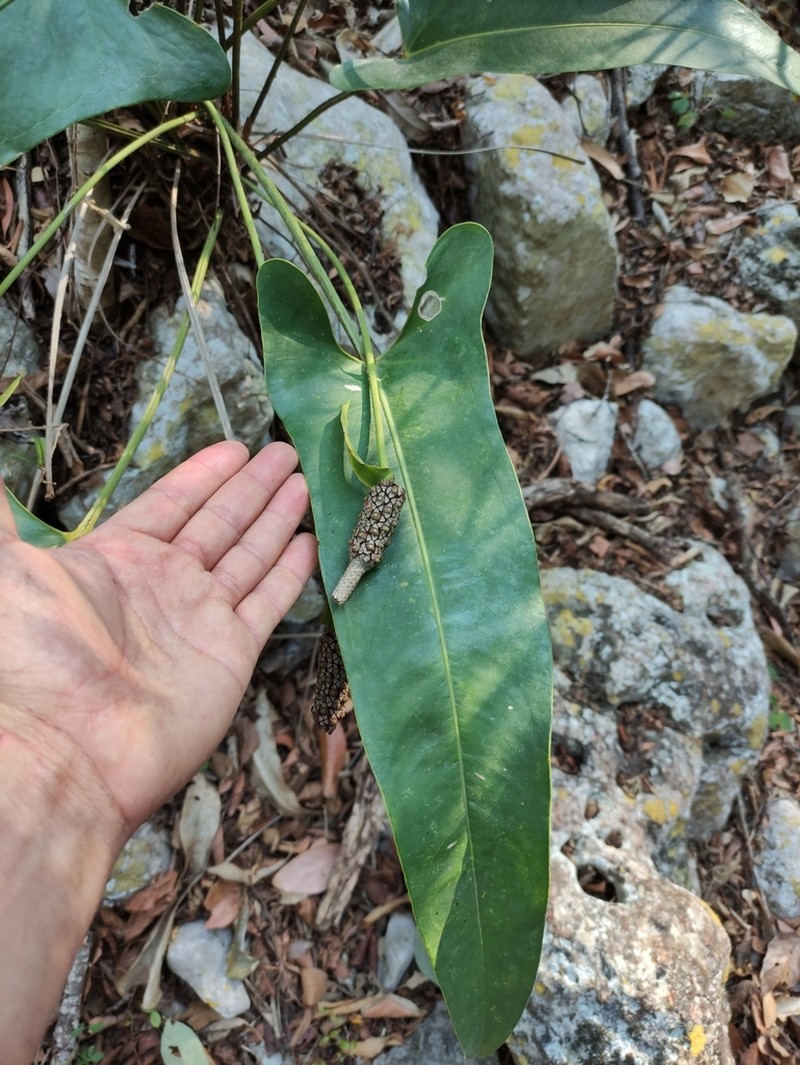 Anthurium seleri photo 7