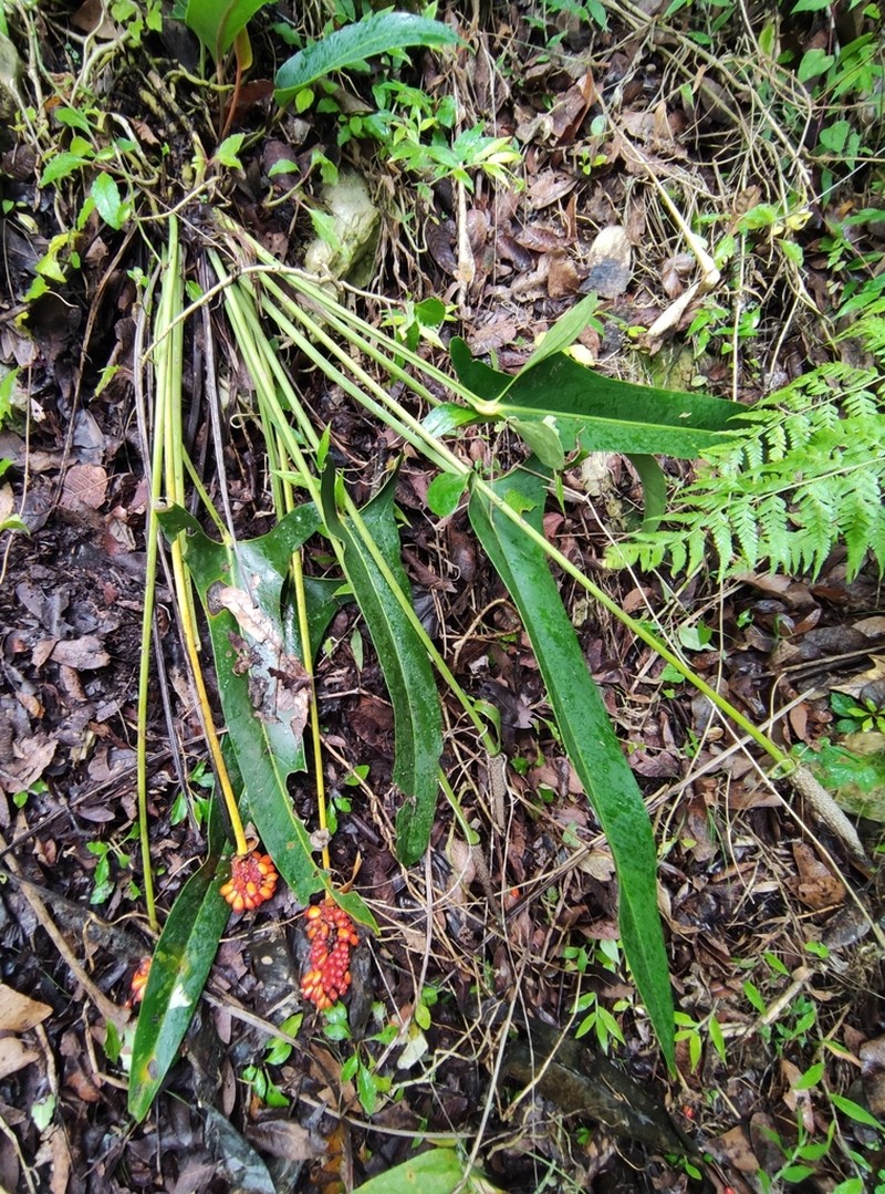 Anthurium seleri photo 8