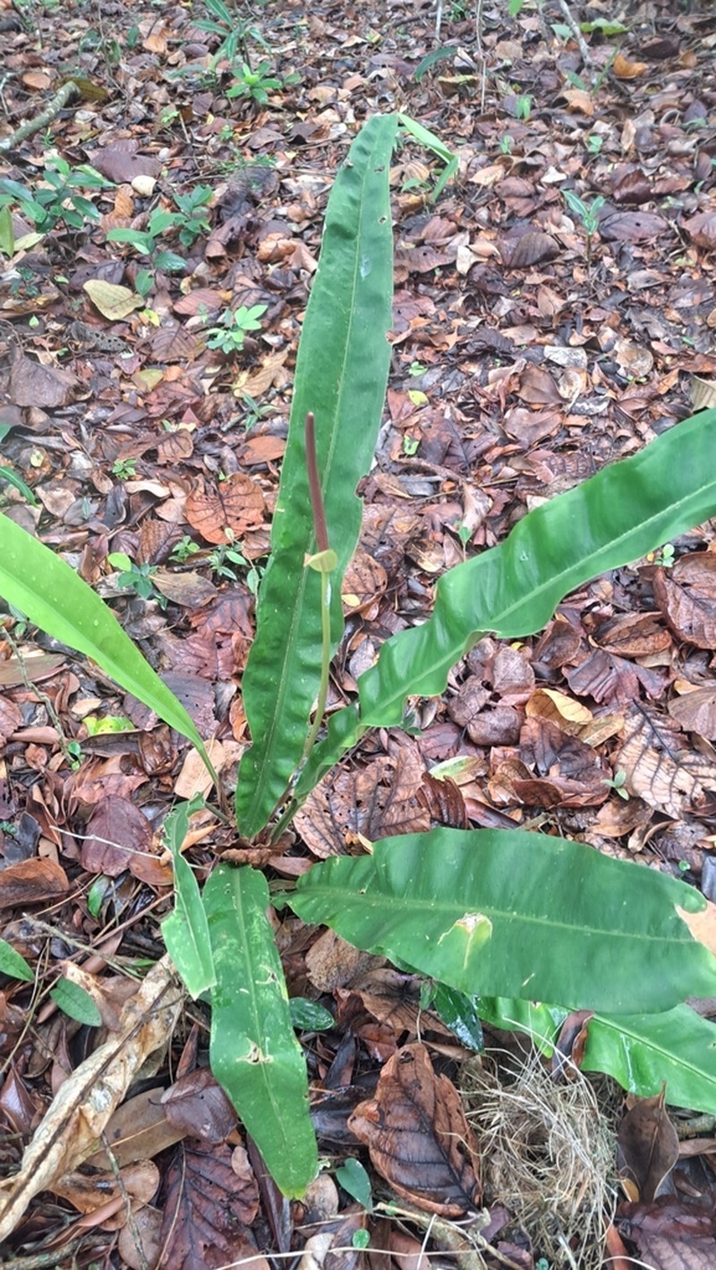 Anthurium sellowianum