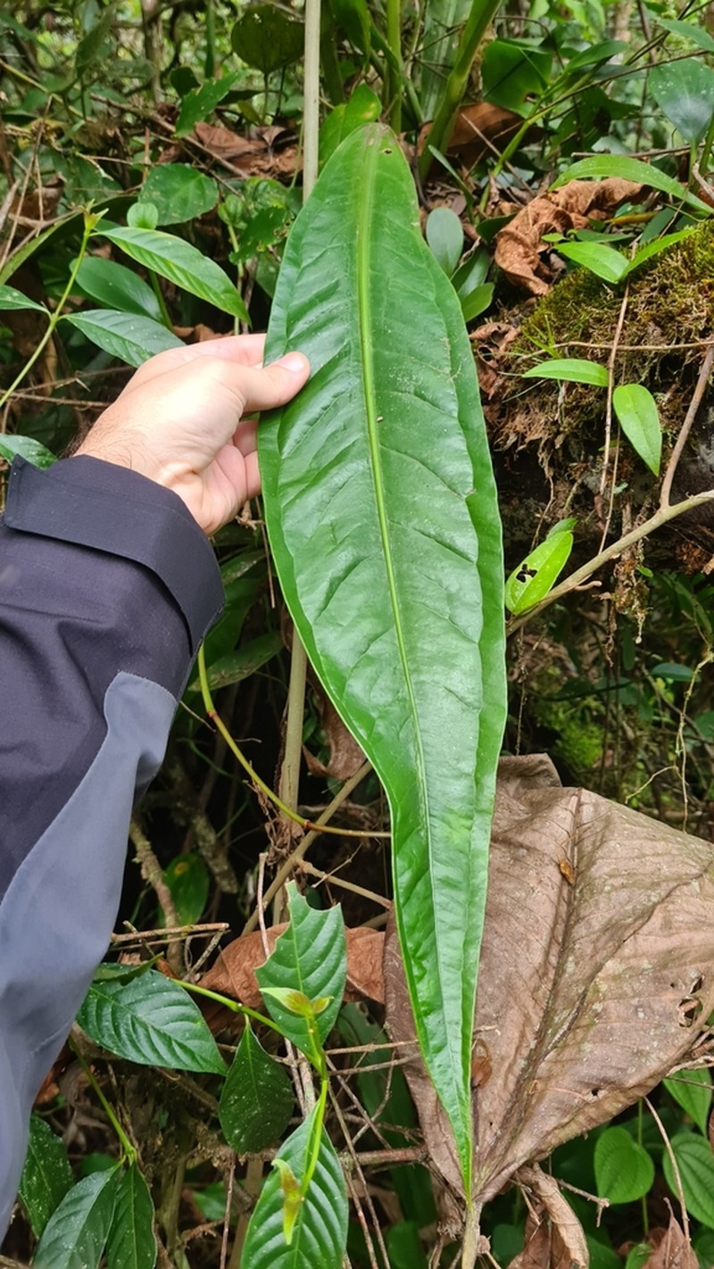 Anthurium sellowianum photo 2