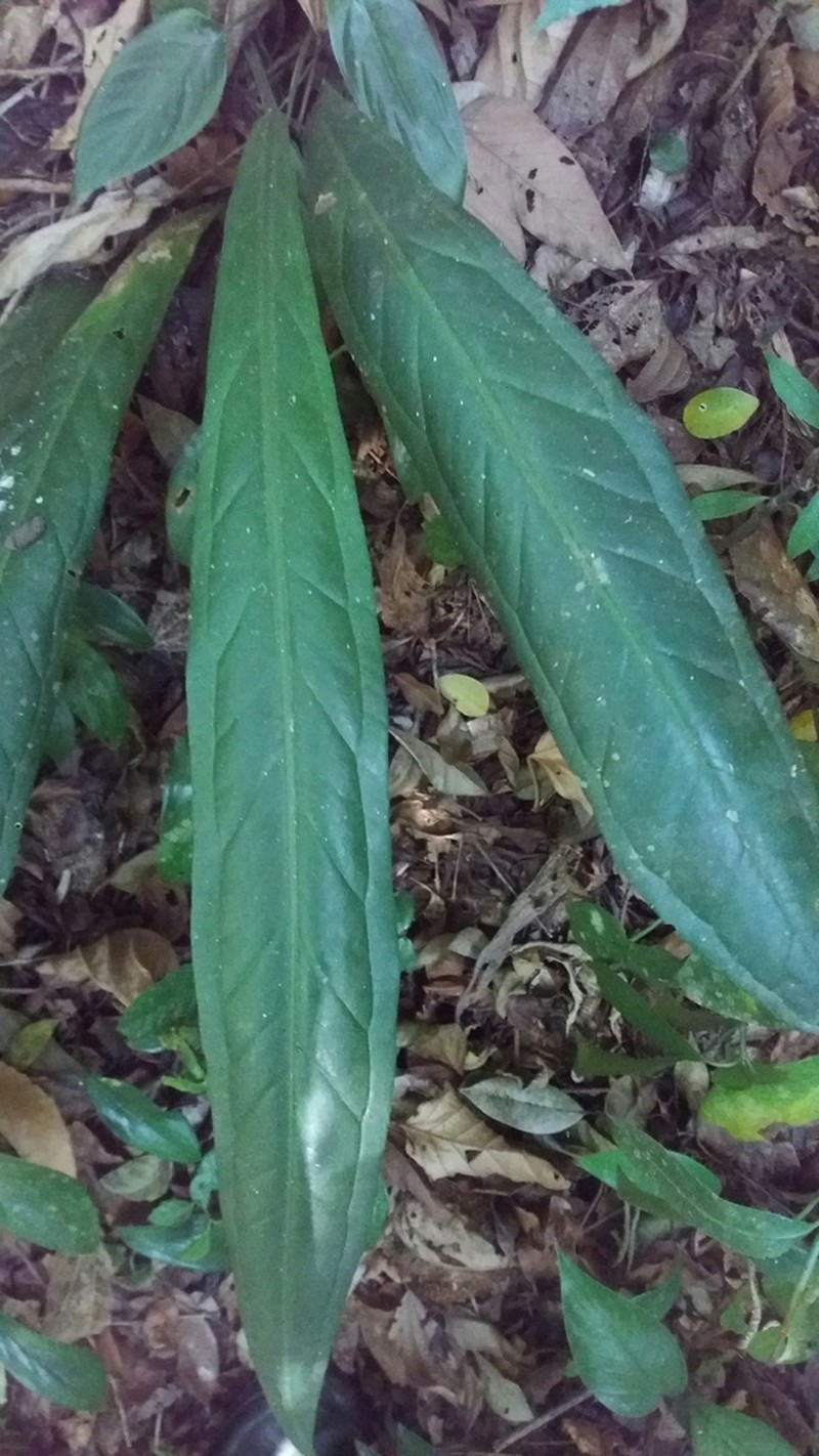Anthurium sellowianum photo 3