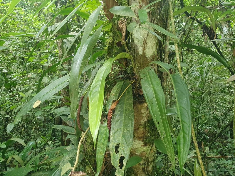 Anthurium sellowianum photo 4