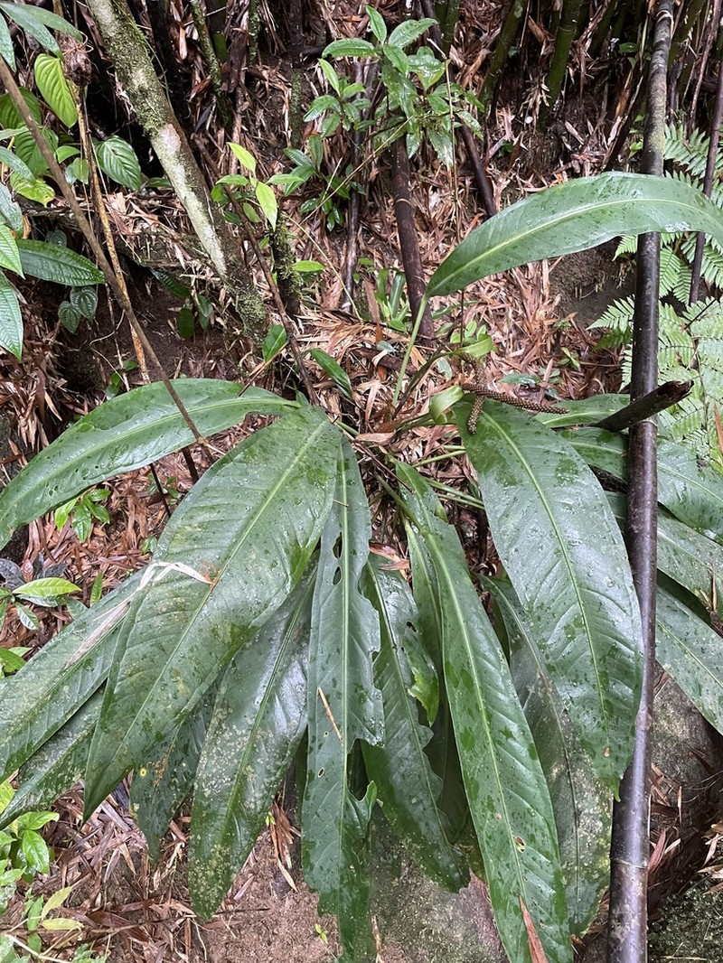 Anthurium sellowianum photo 5