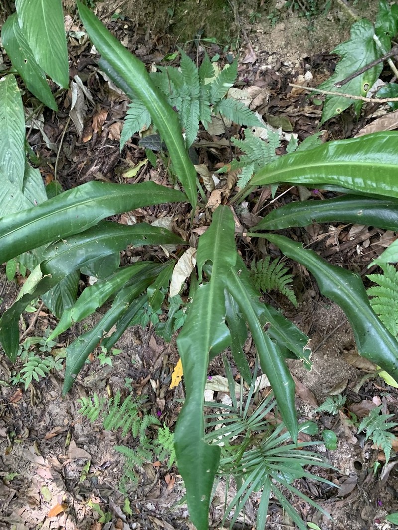 Anthurium sellowianum photo 6