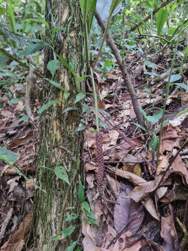 Anthurium sellowianum photo 7