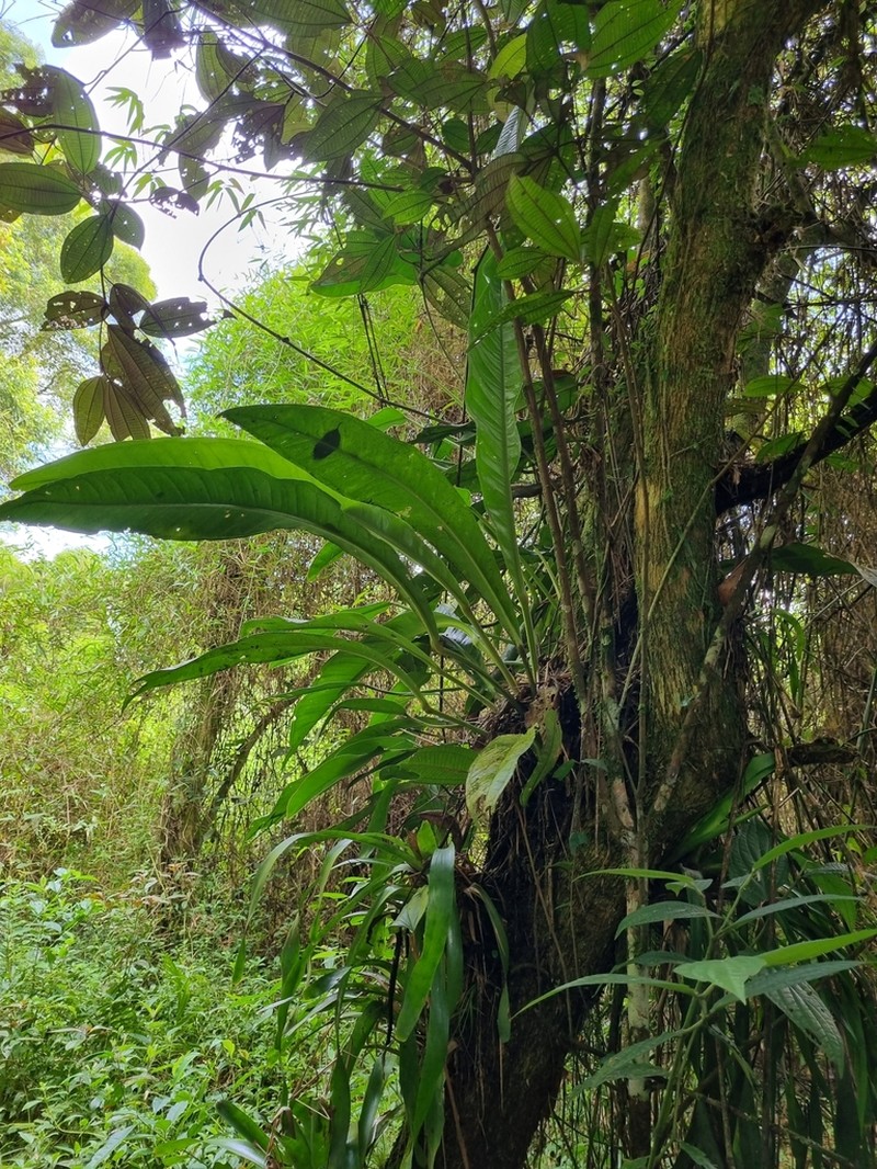 Anthurium sellowianum photo 8