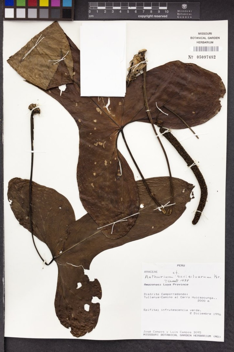 Anthurium siccisilvarum