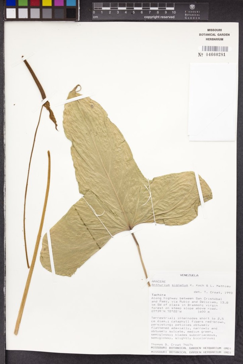 Anthurium signatum