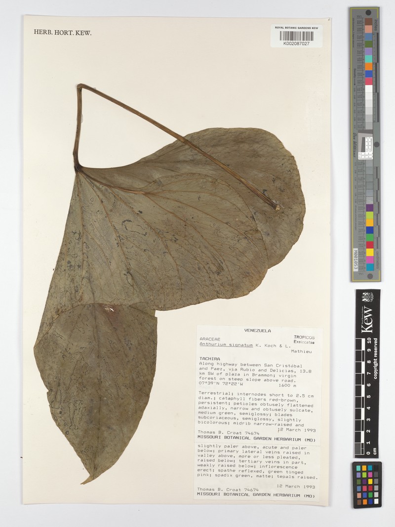 Anthurium signatum photo 2
