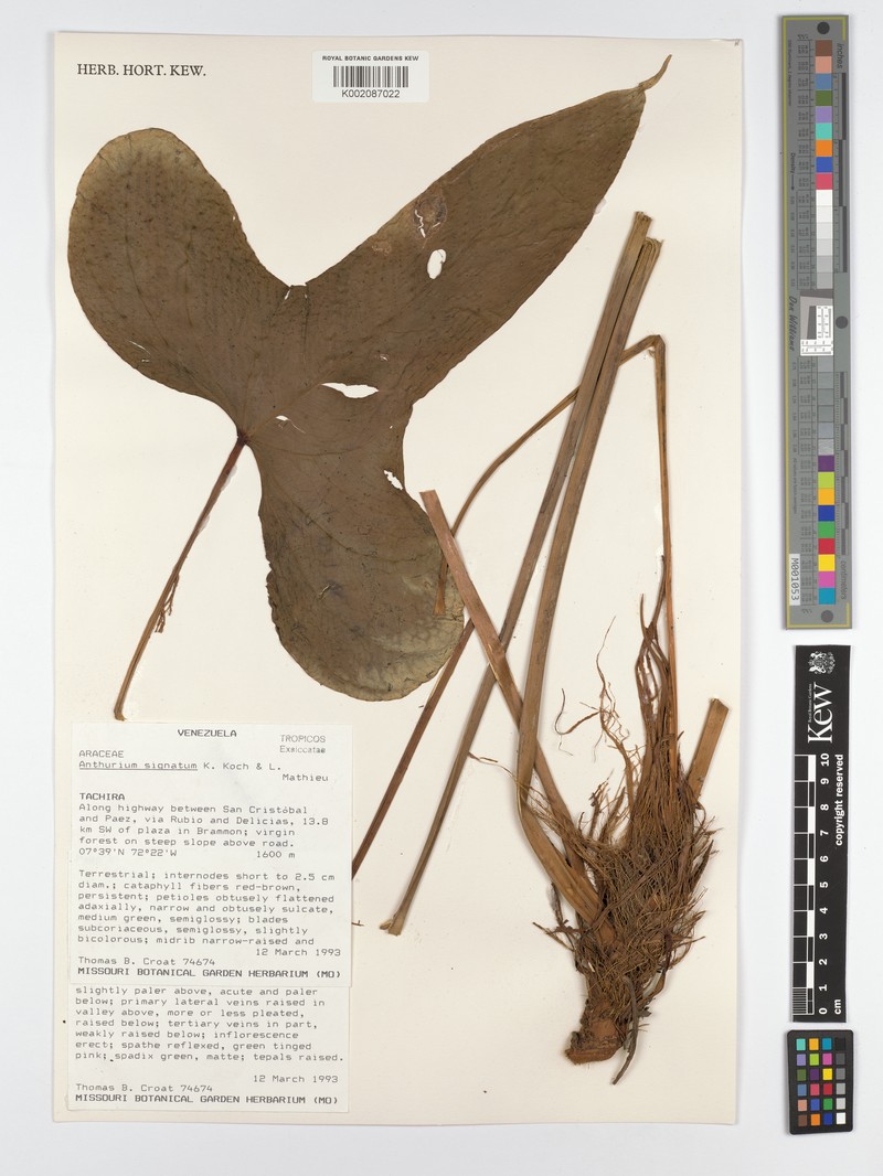 Anthurium signatum photo 3