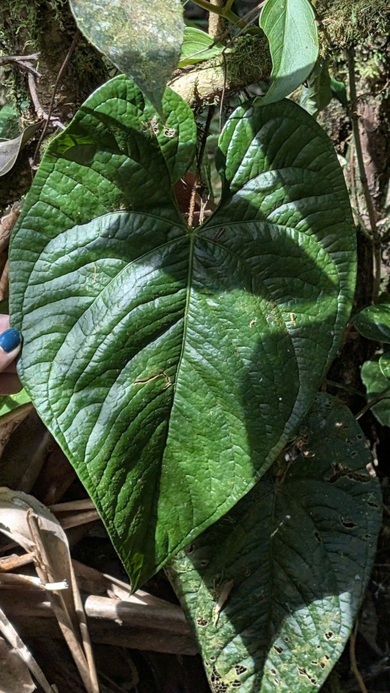 Anthurium silvigaudens