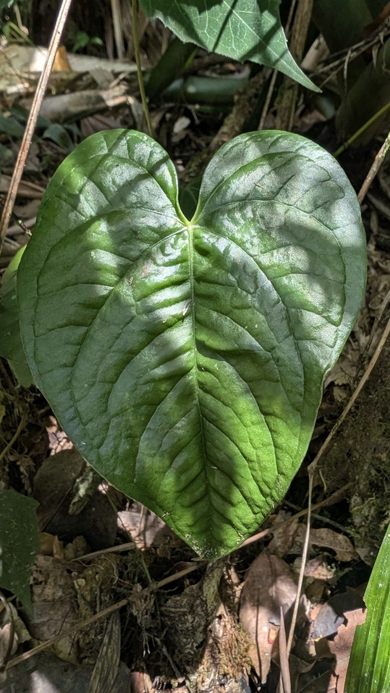 Anthurium silvigaudens photo 2