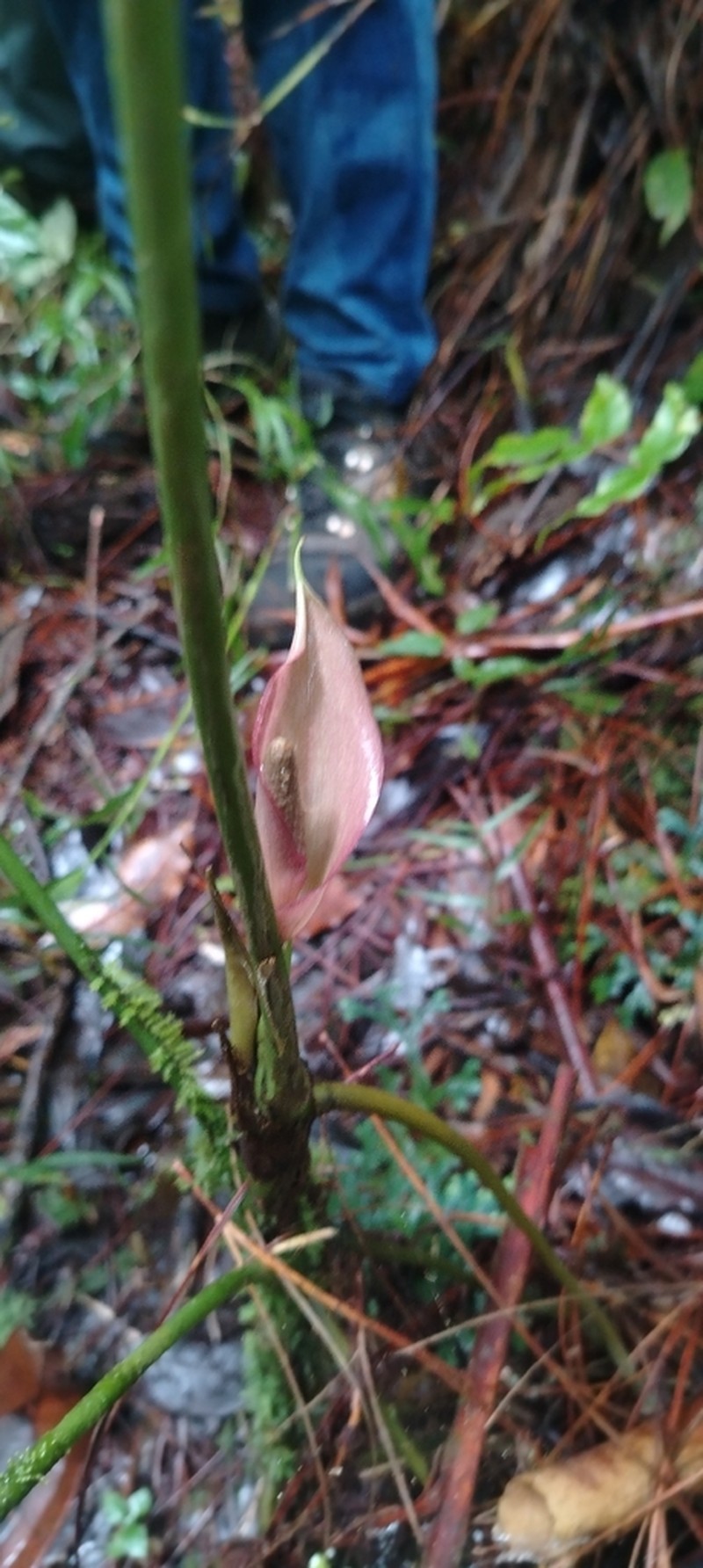 Anthurium silvigaudens photo 3