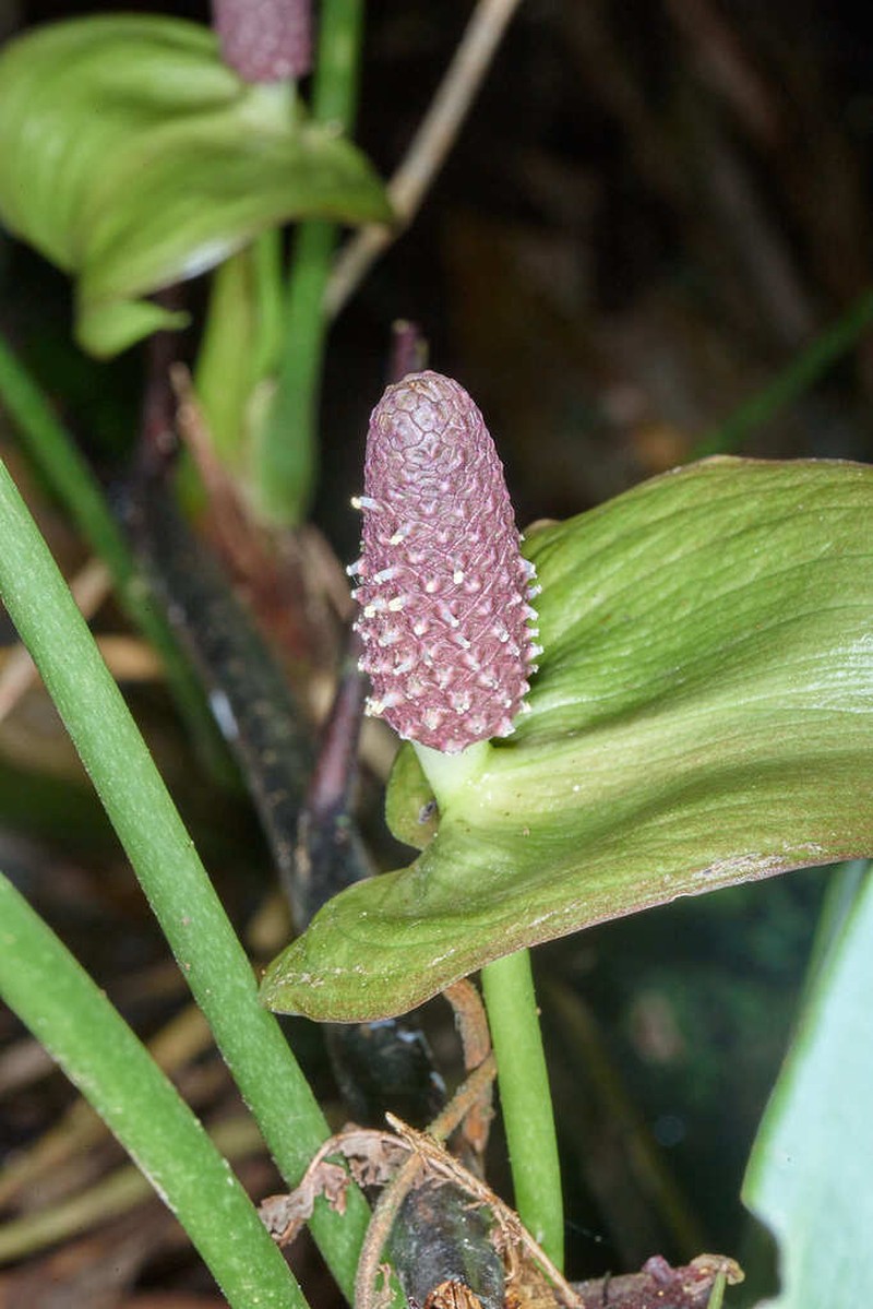 Anthurium silvigaudens photo 4