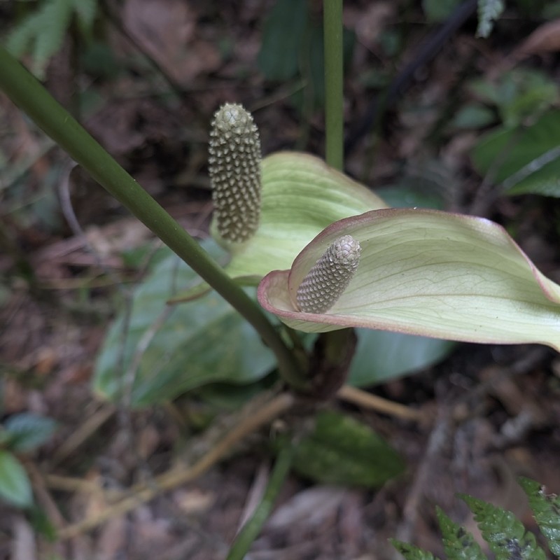 Anthurium silvigaudens photo 5