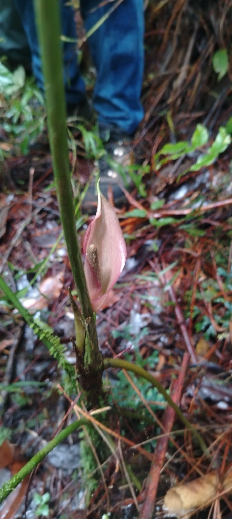 Anthurium silvigaudens photo 6