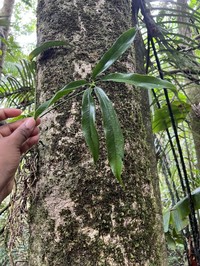 Anthurium sinuatum