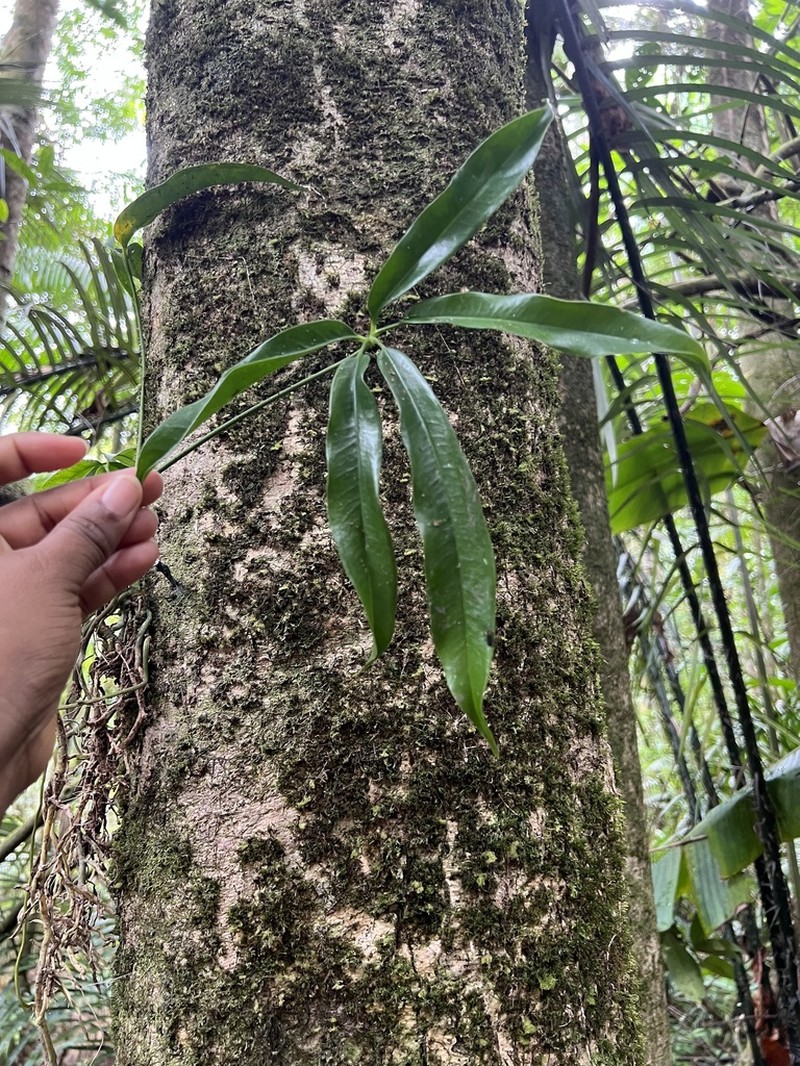 Anthurium sinuatum