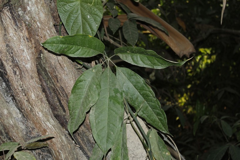 Anthurium sinuatum photo 2