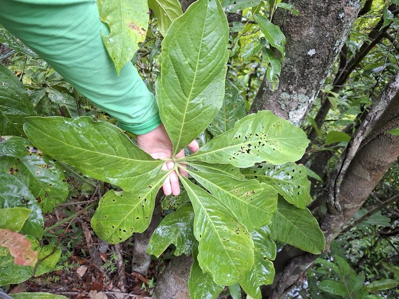 Anthurium sinuatum photo 7