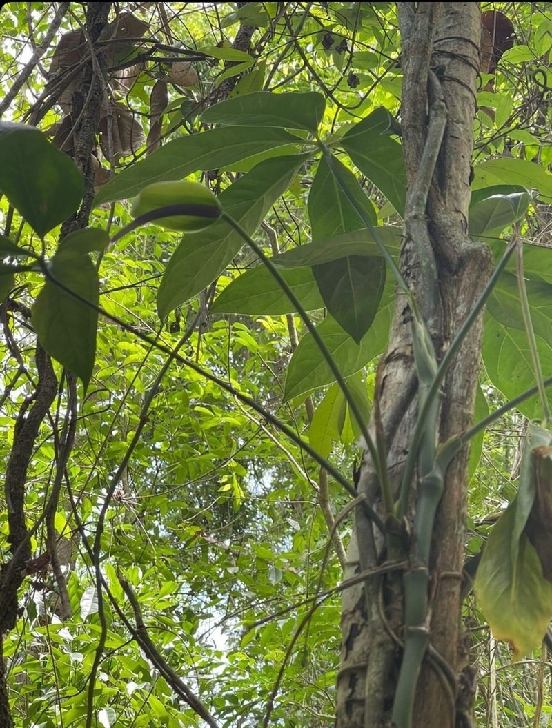 Anthurium sinuatum photo 8