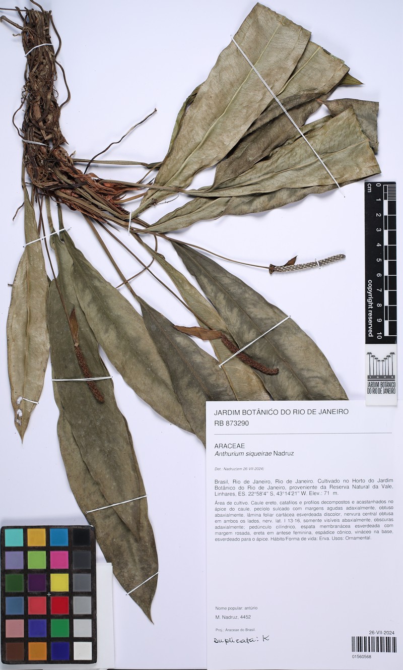 Anthurium siqueirae