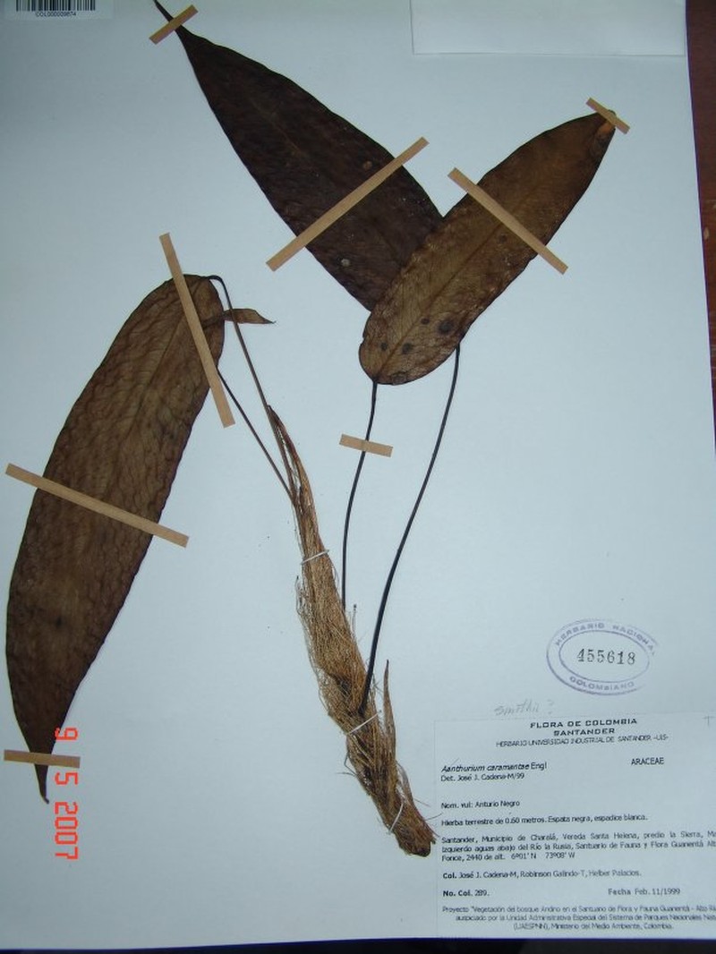 Anthurium smithii photo 2
