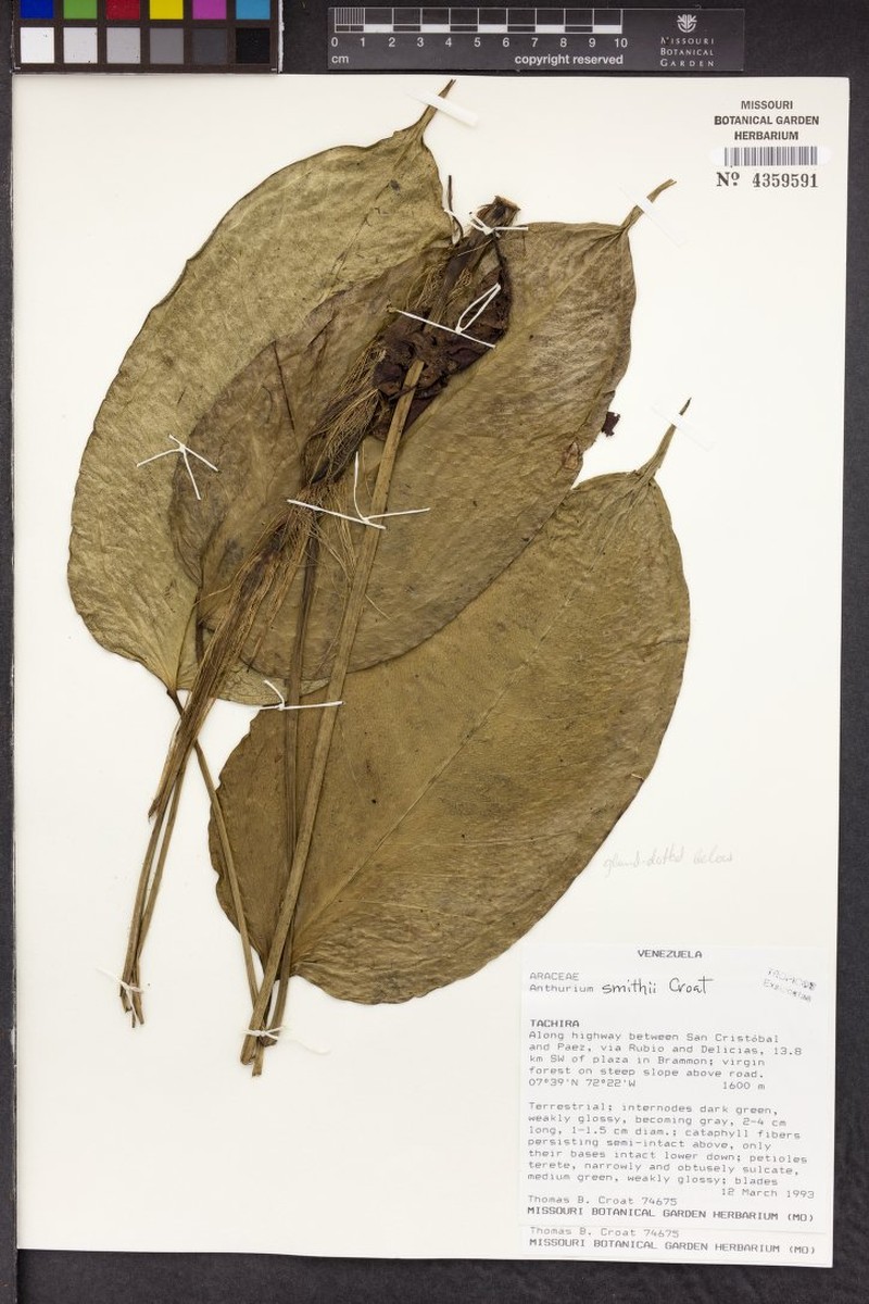 Anthurium smithii photo 3