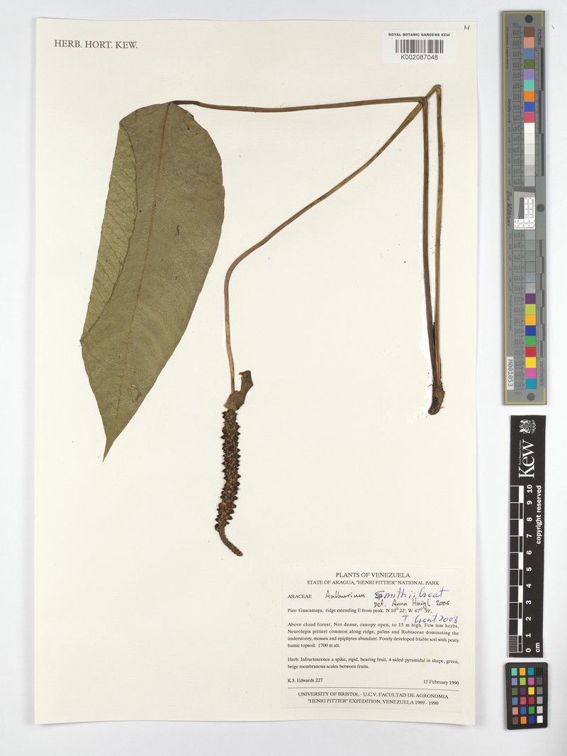 Anthurium smithii photo 5