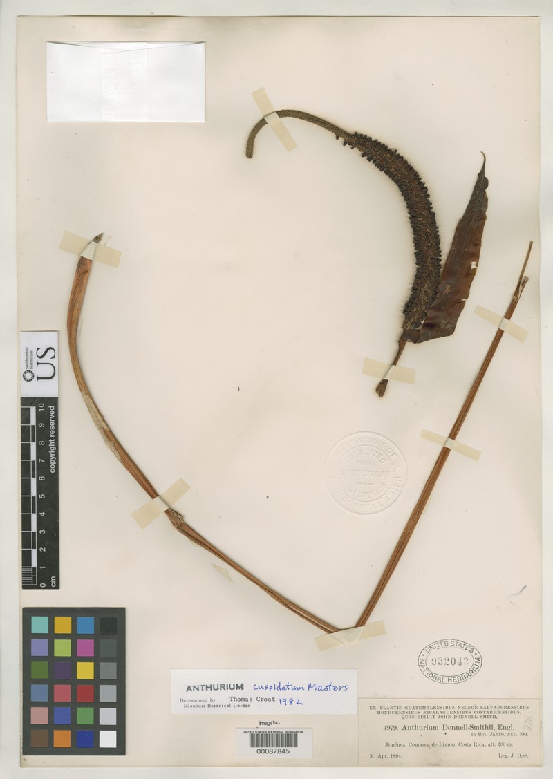 Anthurium smithii